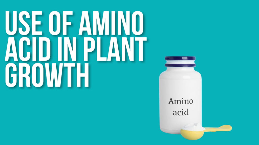 Amino Acids & Blends